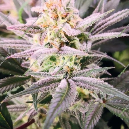 Watermelon Wedding Cake Marijuana Strain by Growers Choice For Sale Online at Cannabis Seeds Outlet