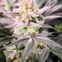 Watermelon Wedding Cake Marijuana Strain by Growers Choice For Sale Online at Cannabis Seeds Outlet