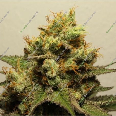 Pina o Nada Pilchards Feminized Marijuana Strain by Pilchards Caviar Bodega For Sale Online at Cannabis Seeds Outlet