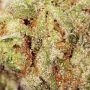 Lady Luck Auto Feminized by Penthouse Seeds THC Content Potency Strength CBD Height Yield Flowering Time Indica Sativa Genetics