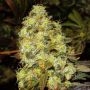 Ice Auto Feminized Marijuana Strain by Nirvana For Sale Online at Cannabis Seeds Outlet