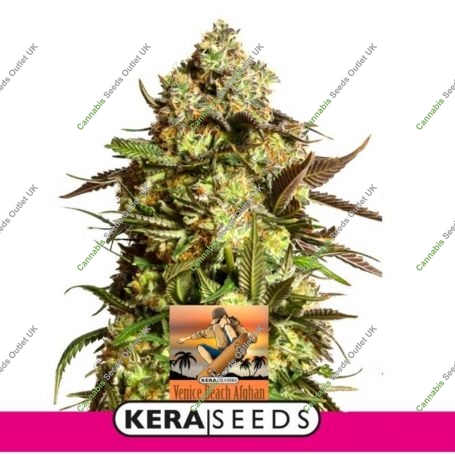 Venice Beach Afghan Auto Feminized Marijuana Strain by Kera Seeds For Sale Online at Cannabis Seeds Outlet
