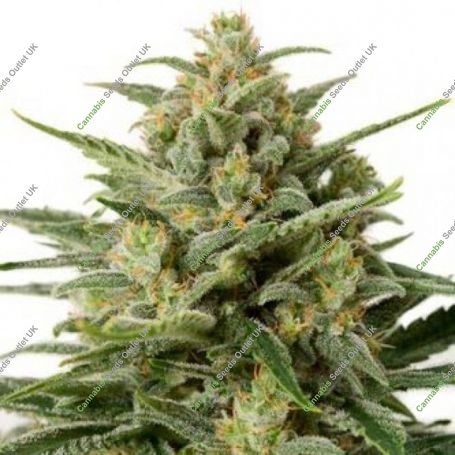 White Widow XXL Auto Feminized Marijuana Strain by OO Seeds For Sale Online at Cannabis Seeds Outlet