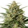 White Widow XXL Auto Feminized Marijuana Strain by OO Seeds For Sale Online at Cannabis Seeds Outlet