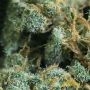 White Widow XXL Auto Feminized by OO Seeds THC Content Potency Strength CBD Height Yield Flowering Time Indica Sativa Genetics