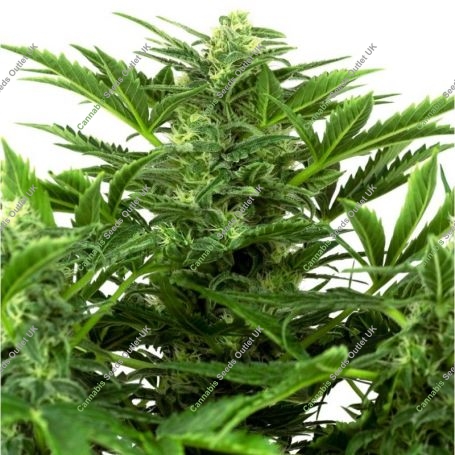 Mandarin Punch Feminized Marijuana Strain by Sensi Seed Bank For Sale Online at Cannabis Seeds Outlet