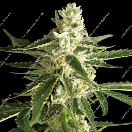 White Diesel Haze Auto Feminized Marijuana Strain by White Label For Sale Online at Cannabis Seeds Outlet