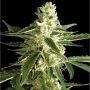 White Diesel Haze Auto Feminized Marijuana Strain by White Label For Sale Online at Cannabis Seeds Outlet