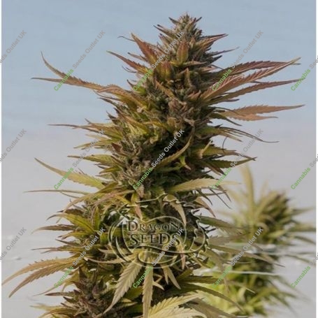Hydratonic No2 CBD Feminized Marijuana Strain by Dragon Seeds For Sale Online at Cannabis Seeds Outlet