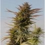 Hydratonic No2 CBD Feminized Marijuana Strain by Dragon Seeds For Sale Online at Cannabis Seeds Outlet