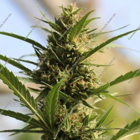 CannaBoom CBD plus Marijuana Strain by Original Sensible Seeds For Sale Online at Cannabis Seeds Outlet