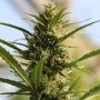 CannaBoom CBD plus Marijuana Strain by Original Sensible Seeds For Sale Online at Cannabis Seeds Outlet