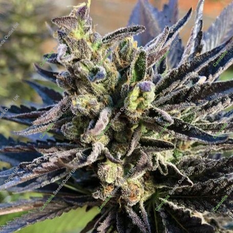 K2 Feminized Marijuana Strain by Nirvana For Sale Online at Cannabis Seeds Outlet