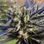 K2 Feminized Marijuana Strain by Nirvana For Sale Online at Cannabis Seeds Outlet