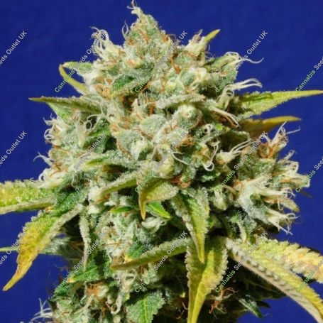 Sweet Peach Marijuana Strain by Original Sensible Seeds For Sale Online at Cannabis Seeds Outlet