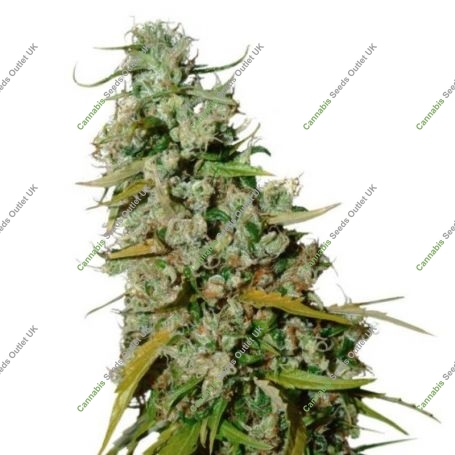 Kees Old School Haze Regular Marijuana Strain by Super Sativa Seed Club For Sale Online at Cannabis Seeds Outlet