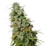 Kees Old School Haze Regular Marijuana Strain by Super Sativa Seed Club For Sale Online at Cannabis Seeds Outlet