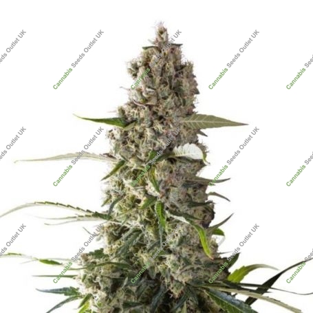Prima Holandica Regular Marijuana Strain by Super Sativa Seed Club For Sale Online at Cannabis Seeds Outlet