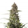 Prima Holandica Regular Marijuana Strain by Super Sativa Seed Club For Sale Online at Cannabis Seeds Outlet