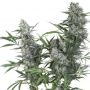 Creeper Auto Feminized Marijuana Strain by Super Sativa Seed Club For Sale Online at Cannabis Seeds Outlet