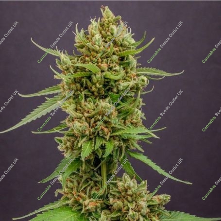 Magic Melon Automatic Marijuana Strain by Humboldt Seed Company For Sale Online at Cannabis Seeds Outlet