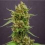 Magic Melon Automatic Marijuana Strain by Humboldt Seed Company For Sale Online at Cannabis Seeds Outlet