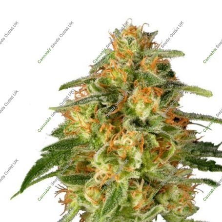 TnT Trichome Feminized Marijuana Strain by Super Sativa Seed Club For Sale Online at Cannabis Seeds Outlet