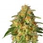 TnT Trichome Feminized Marijuana Strain by Super Sativa Seed Club For Sale Online at Cannabis Seeds Outlet