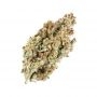 Black Farm Genetix Orange Cane Smoke Buds Weed Ganja Skunk Dope Pot Images Pics Nuggets