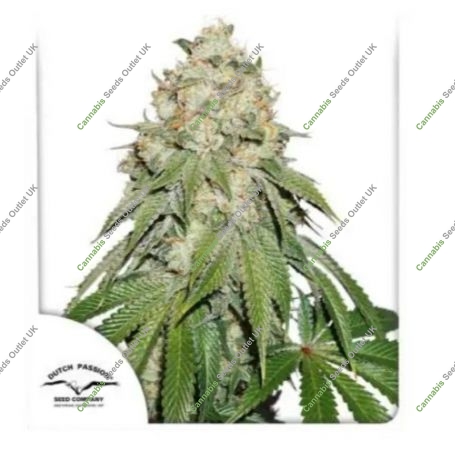 Banana Blaze Marijuana Strain by Dutch Passion For Sale Online at Cannabis Seeds Outlet