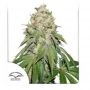 Banana Blaze Marijuana Strain by Dutch Passion For Sale Online at Cannabis Seeds Outlet