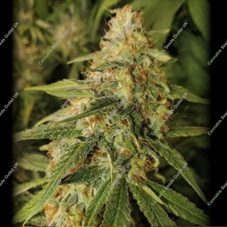 Tropic Punch Feminized Marijuana Strain by Heavyweight Seeds For Sale Online at Cannabis Seeds Outlet