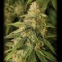 Tropic Punch Feminized Marijuana Strain by Heavyweight Seeds For Sale Online at Cannabis Seeds Outlet