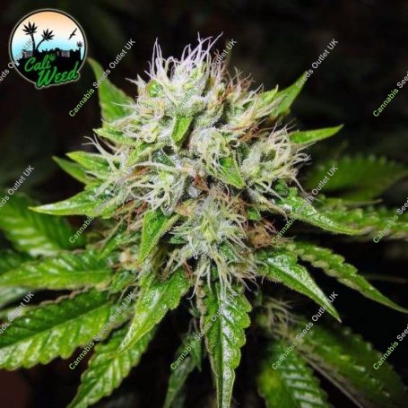 Jon Snow Auto Feminized Marijuana Strain by Cali Weed For Sale Online at Cannabis Seeds Outlet