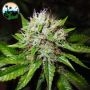Jon Snow Auto Feminized Marijuana Strain by Cali Weed For Sale Online at Cannabis Seeds Outlet