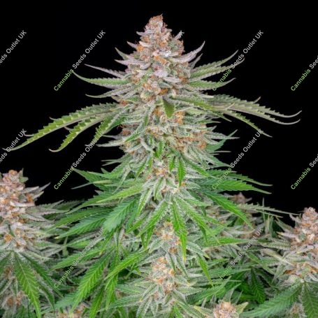 Strawberry Pie Auto Feminized Marijuana Strain by Fast Buds For Sale Online at Cannabis Seeds Outlet
