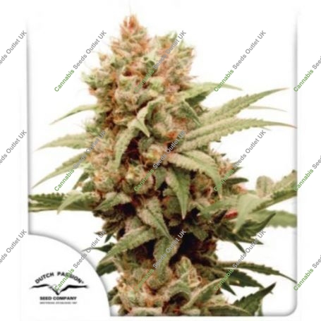 CBG Force Feminized Marijuana Strain by Dutch Passion For Sale Online at Cannabis Seeds Outlet
