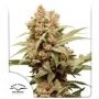 CBG Force Feminized Marijuana Strain by Dutch Passion For Sale Online at Cannabis Seeds Outlet