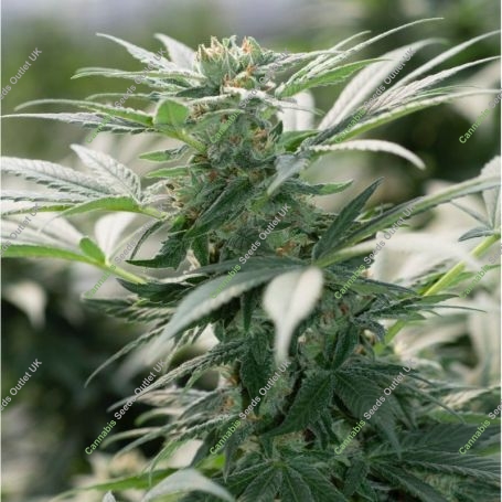 Morning Star Feminized Marijuana Strain by Emerald Triangle For Sale Online at Cannabis Seeds Outlet