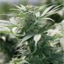 Morning Star Feminized Marijuana Strain by Emerald Triangle For Sale Online at Cannabis Seeds Outlet