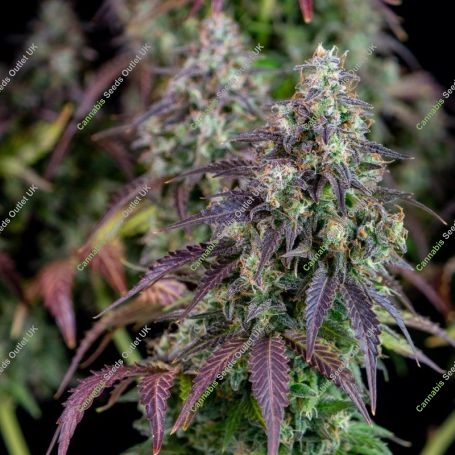 Lemon Pie Auto Feminized Marijuana Strain by Fast Buds For Sale Online at Cannabis Seeds Outlet