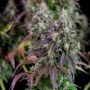 Lemon Pie Auto Feminized Marijuana Strain by Fast Buds For Sale Online at Cannabis Seeds Outlet