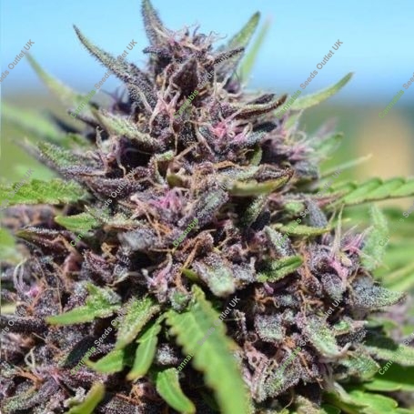Panama x PCK Ace Feminized Marijuana Strain by Ace Seeds For Sale Online at Cannabis Seeds Outlet