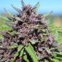 Panama x PCK Ace Feminized Marijuana Strain by Ace Seeds For Sale Online at Cannabis Seeds Outlet