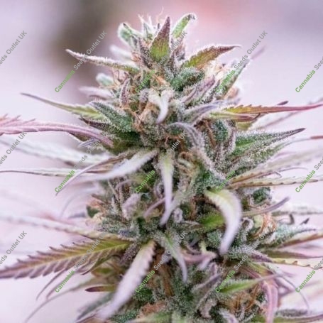 Zamaldelica x Kali China Ace Feminized Marijuana Strain by Ace Seeds For Sale Online at Cannabis Seeds Outlet
