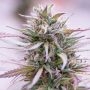 Zamaldelica x Kali China Ace Feminized Marijuana Strain by Ace Seeds For Sale Online at Cannabis Seeds Outlet