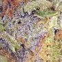Cherry Tonics Web Regular by Purple Caper THC Content Potency Strength CBD Height Yield Flowering Time Indica Sativa Genetics