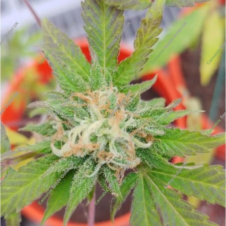 Tonic Web Regular Marijuana Strain by Purple Caper For Sale Online at Cannabis Seeds Outlet