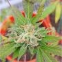 Tonic Web Regular Marijuana Strain by Purple Caper For Sale Online at Cannabis Seeds Outlet