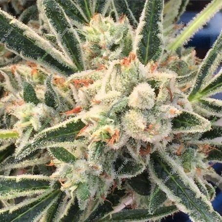 Jazz Regular Marijuana Strain by TGA Seeds For Sale Online at Cannabis Seeds Outlet